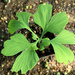 Ginkgo biloba (seedling) by rhoing