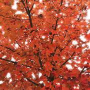 16th Nov 2015 - The Red Tree