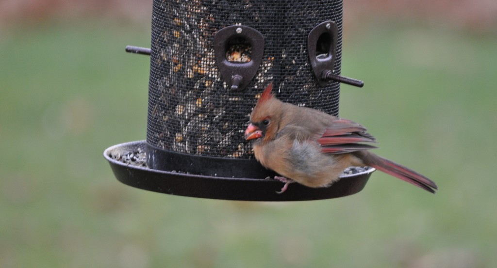 Female Cardinal by frantackaberry