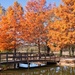 Autumn at Clark Gardens by lynne5477