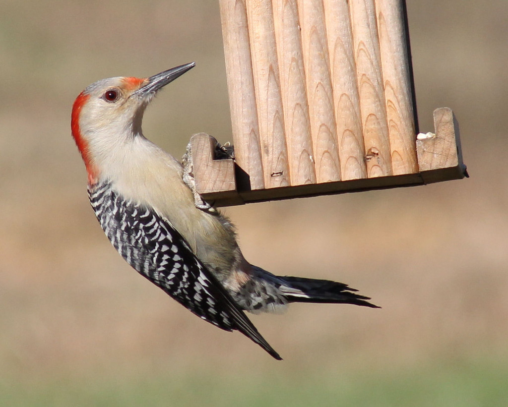 Ms. Red-bellied Woodpecker by cjwhite