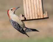 22nd Nov 2015 - Ms. Red-bellied Woodpecker