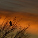 Hawk at Dusk in Kansas by kareenking