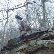 22nd Nov 2015 - lucy on a rock (happy 40)
