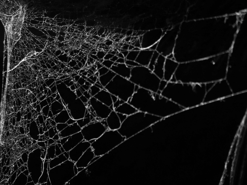 What a Tangled Web We Weave... by grammyn