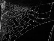22nd Nov 2015 - What a Tangled Web We Weave...