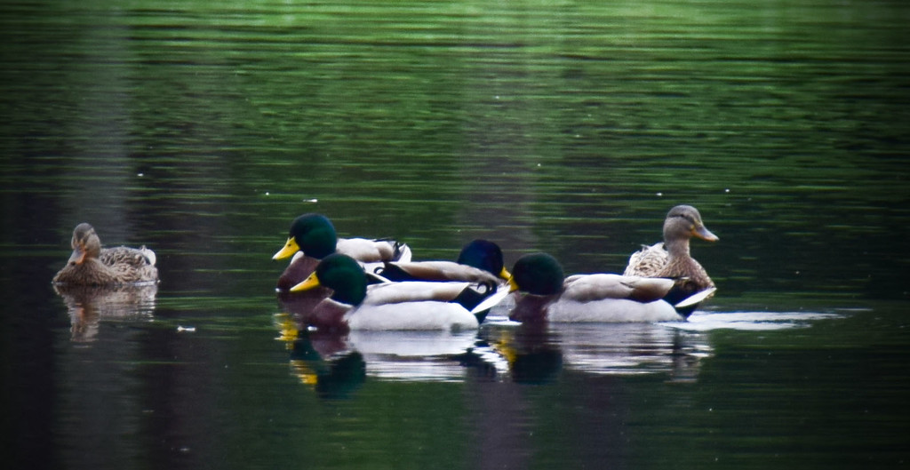 Sleeping Ducks by rickster549