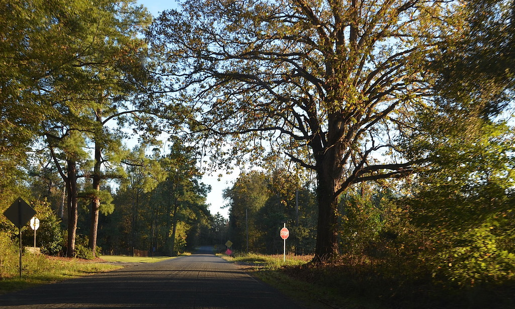 Country road, Dorchester County, South Carolina by congaree
