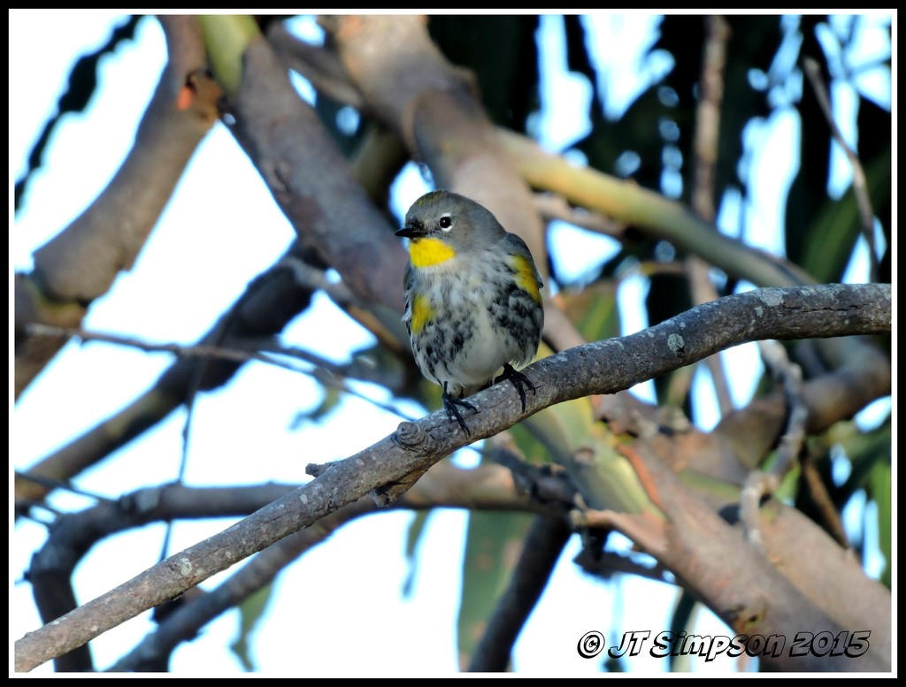 Sweet Little Bird--taken at Sweet Springs, Morro Bay, Ca.    by soylentgreenpics