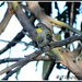 Sweet Little Bird--taken at Sweet Springs, Morro Bay, Ca.    by soylentgreenpics