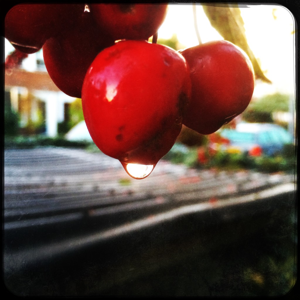 Wet red apple by mastermek