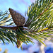 Pinecones on a branch by elisasaeter