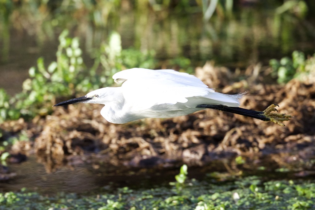 Little Egret in flight by padlock