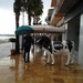 Rain in Spain!  by chimfa