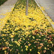 23rd Nov 2015 - Yellow Leaves