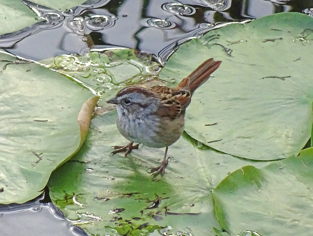 Swamp Sparrow by annepann