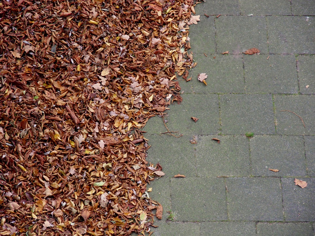 Leaves by berend
