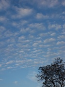 15th Nov 2010 - Little Fluffy Clouds