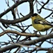 A Lesser Goldfinch by markandlinda