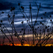 Weeds in Silhouette by ckwiseman