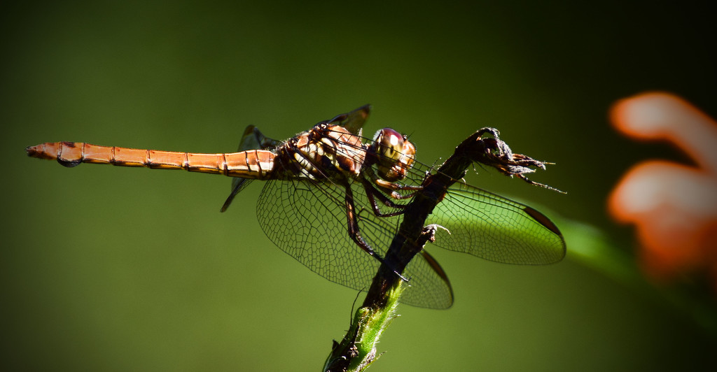 Late Season Dragonfly by rickster549