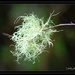 Lichen ... by julzmaioro