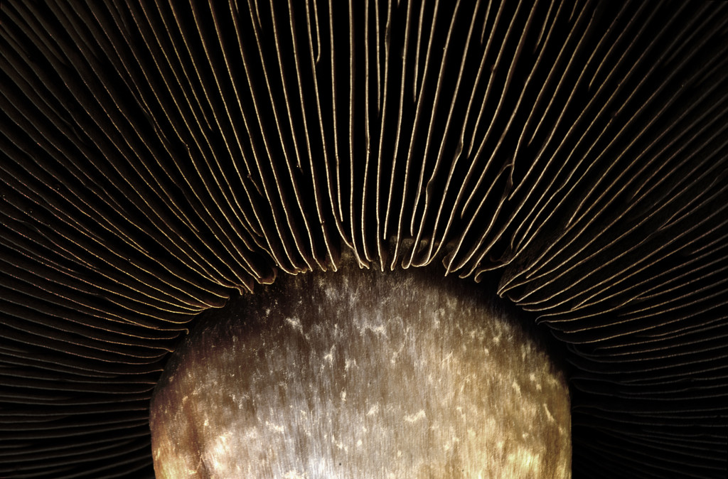 mushroom cap by davidrobinson