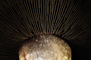 8th Nov 2015 - mushroom cap