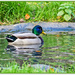 On The Duck Pond by carolmw