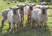 18th Nov 2015 - backlit baa lambs