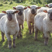backlit baa lambs by jantan