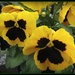 Pansies smiling at me by mittens