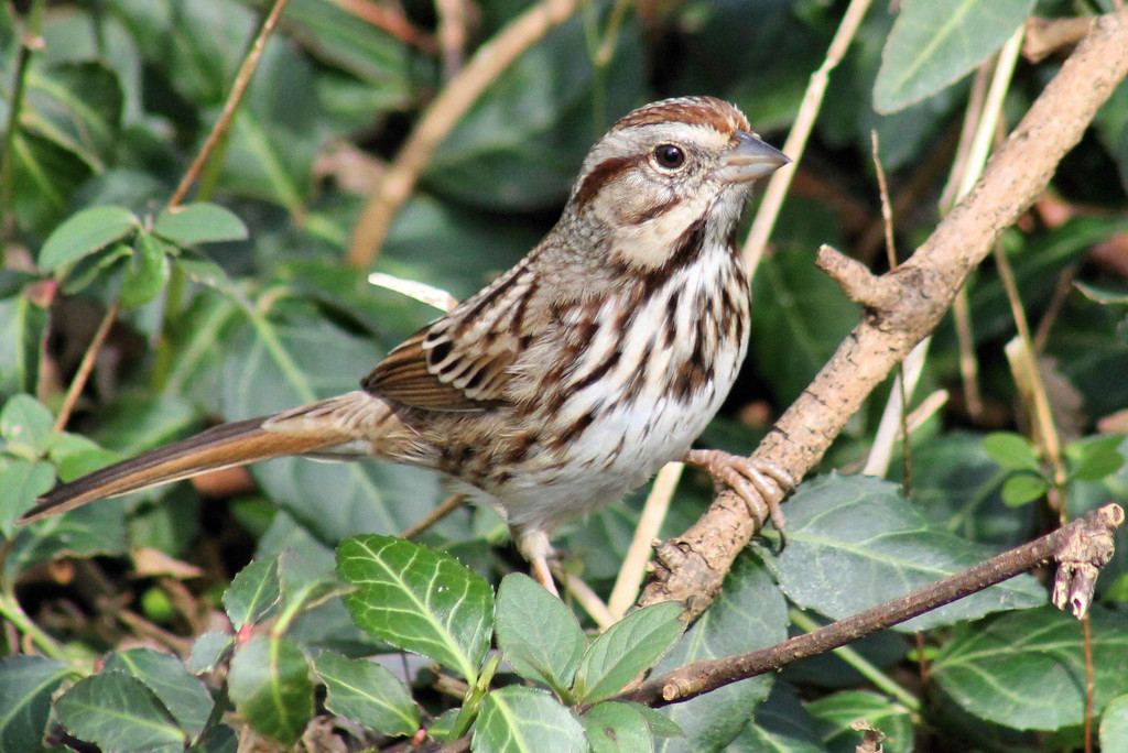 Song Sparrow by cjwhite