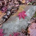 Japanese Maple Leaf by tunia