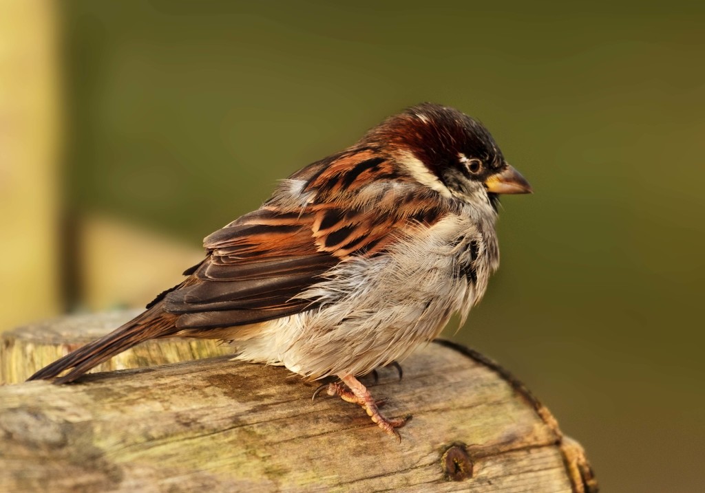 Sparrow by shepherdmanswife