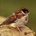 Sparrow by shepherdmanswife