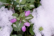 23rd Nov 2015 - snowy nettle