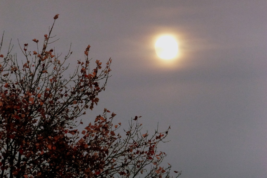Moon Shine by linnypinny