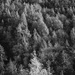 Black & White Trees by skipt07