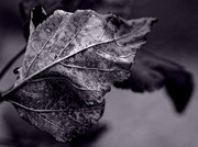 24th Nov 2015 - Ninebark Leaf