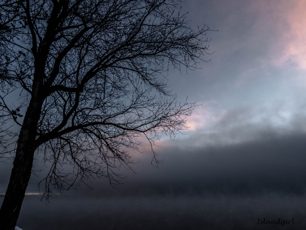 In the Fog    by radiogirl