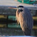 A Great Blue Heron, a Rare Visitor to Our Lagoon by markandlinda