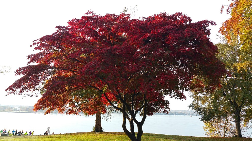 Red Tree by mariaostrowski