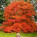 Tree on Fire by mariaostrowski