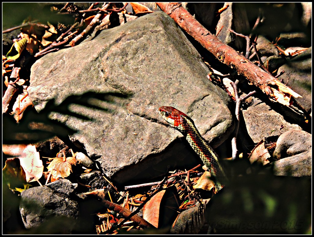 Snake on a plain... by soylentgreenpics