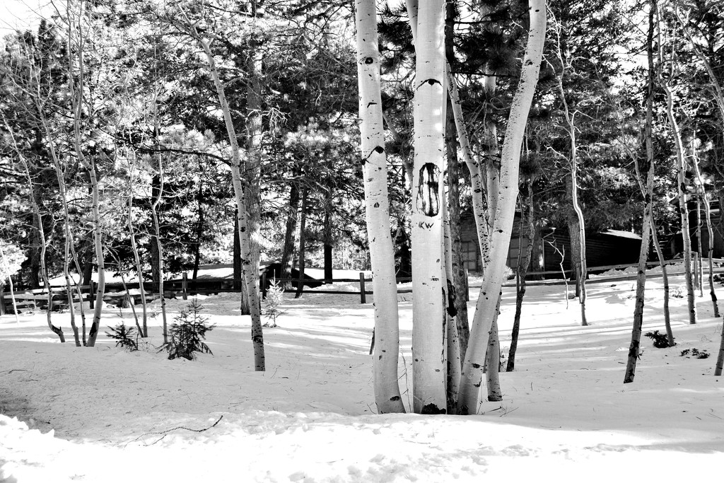 Aspen trees in the snow by dmdfday