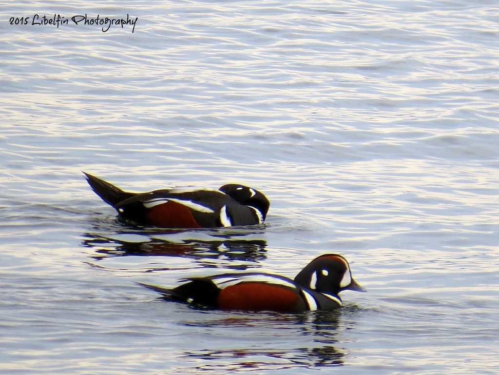 Harlequin Ducks by kathyo