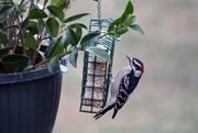 24th Nov 2015 - Downy Woodpecker