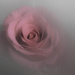 Rose by stiggle