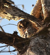 25th Nov 2015 - Owl, Beider Forest in Four Holes, Swamp, Dorchester County, South Carolina